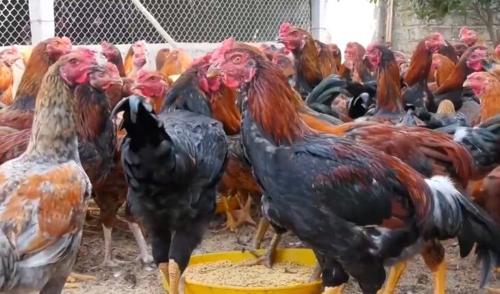 Nuôi đá gà bo lớn và những điểm cần lưu ý