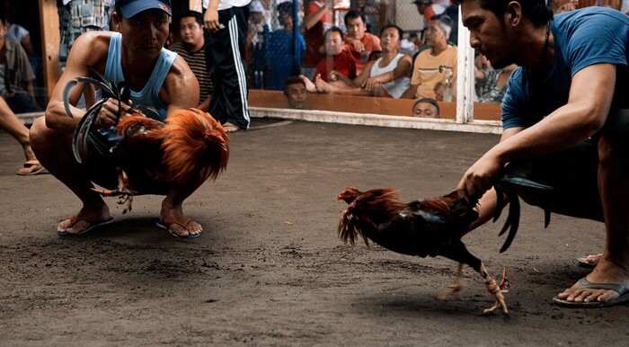 Tiêu chí chọn địa chỉ tường thuật đá gà trực tiếp uy tín 10 Cá cược trận tường thuật đá gà để giành chiến thắng anh em cần có kinh nghiệm