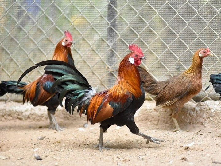 Đặc điểm nhận dạng của gà rừng