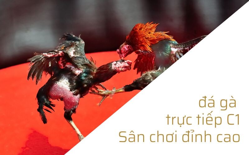 Đá gà trực tiếp C1 - Sân chơi đỉnh cao của những chiến kê 5 Điểm qua vài thông tin về sàn đấu đỉnh cao đá gà trực tiếp C1