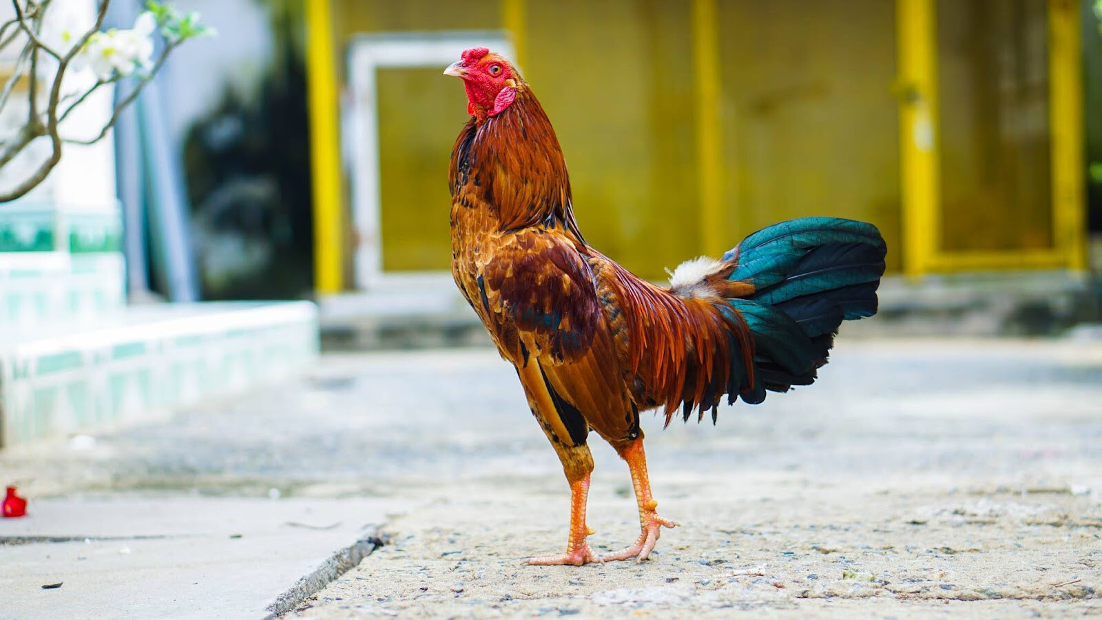 Chợ Tốt gà đá quận 12 - Kinh nghiệm mua gà đá tốt 4 Giới thiệu tổng quan về Chợ Tốt gà đá quận 12