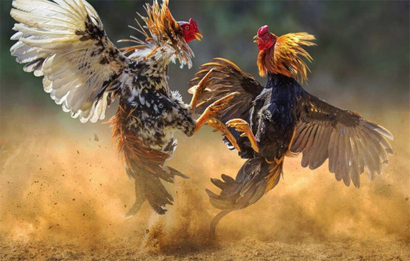Lưu ý khi chơi đá gà ăn 8 là gì?