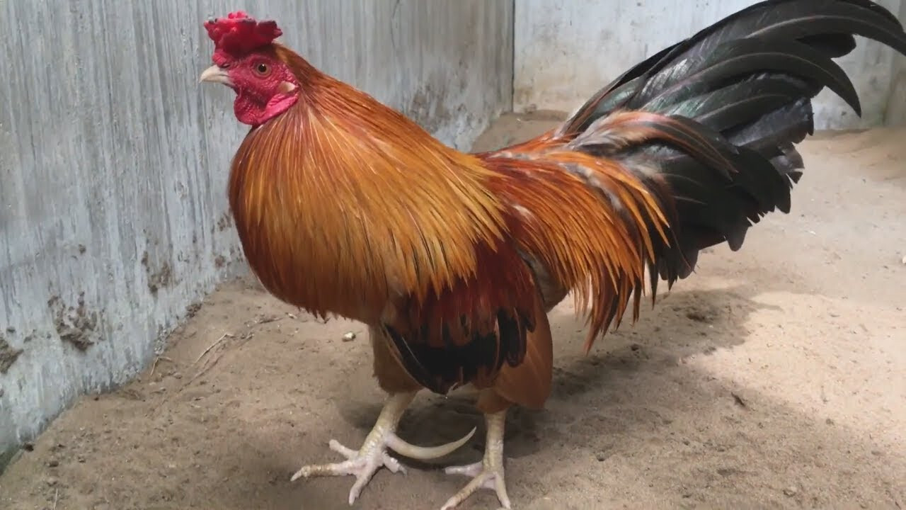 Chợ Tốt gà đá quận 12 - Kinh nghiệm mua gà đá tốt 5 Tại sao nên lựa chọn mua tại Chợ Tốt gà đá quận 12