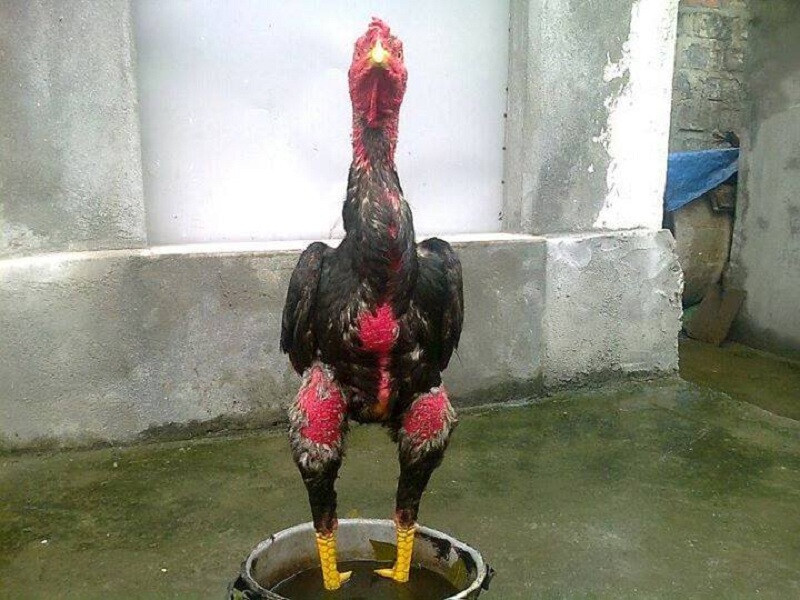 Cách làm nước cho gà chọi giúp gà khỏe mạnh hơn 8 Cách làm nước cho gà chọi sau khi kết thúc trận đấu