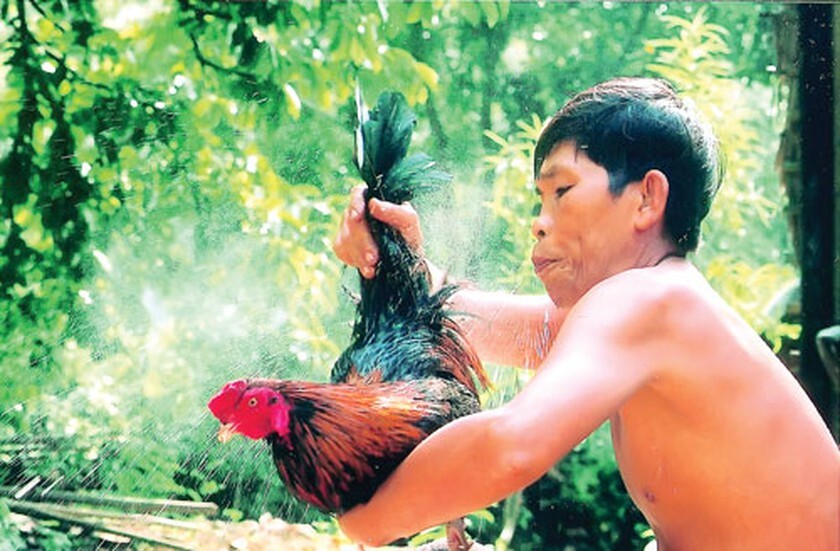 Tìm hiểu về gà chọi mắt ếch chi tiết nhất cho sư kê 10 Chăm sóc và huấn luyện là yếu tố quyết định tới khả năng chiến đấu của gà mắt ếch
