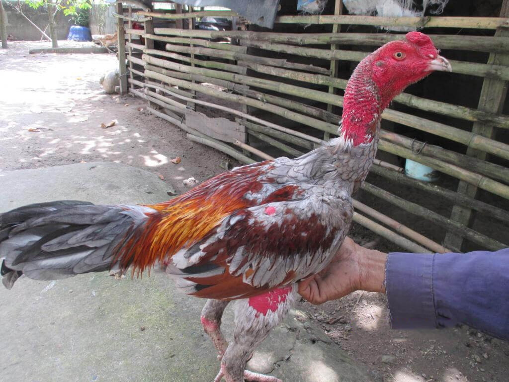 Cách chăm sóc gà chọi trước khi đá chuẩn nhất cho sư kê 5 Điều quan trọng nhất khi chăm sóc gà chọi trước khi đá
