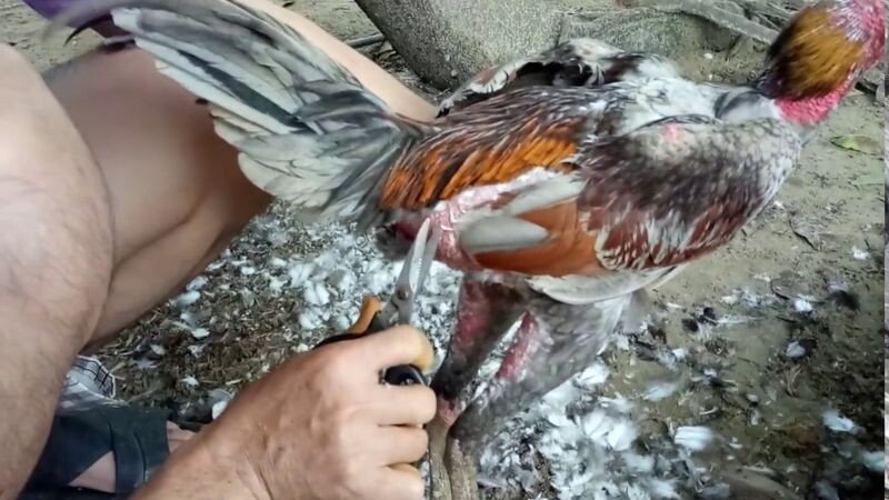 Dọn dẹp áo giáp cho gà đến tận vùng phao câu
