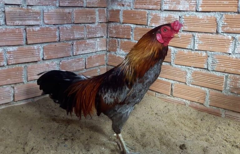 Gà bịp sẽ được đánh giá là thần kê khi có thân hình ngũ đoản, móng tím, chân xanh