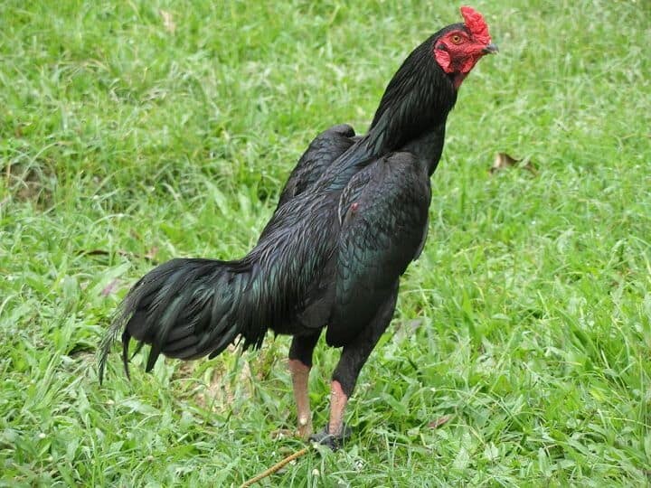 Gà Jap là một giống gà lai tạo giữa gà Nhật Bản và gà Brazil