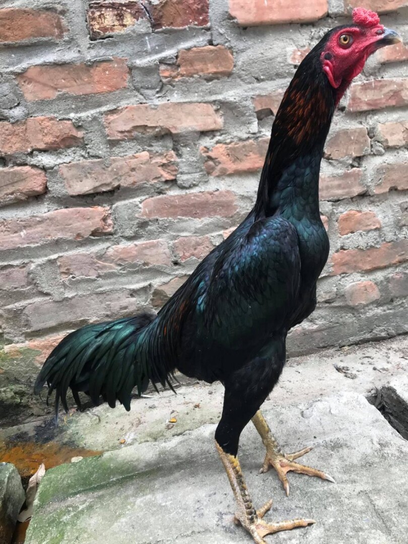 Tìm hiểu về gà chọi mắt ếch chi tiết nhất cho sư kê 8 Gà mắt ếch khi tham gia thi đấu luôn khiến đối thủ khiếp sợ bởi khả năng ra đòn