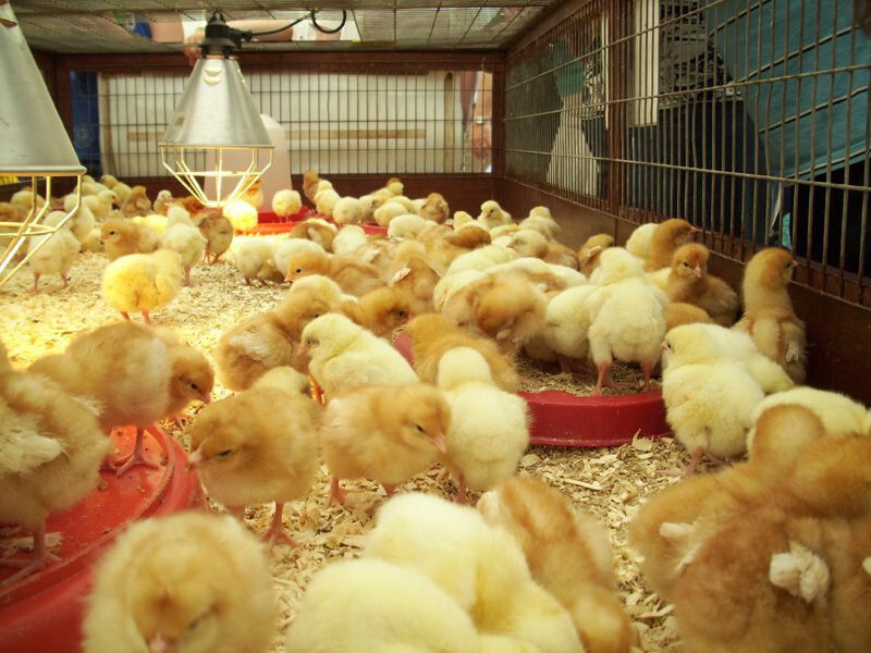 Bí quyết nuôi gà con khỏe mạnh sư kê nên biết 7 Quy trình chăm sóc để gà con khỏe mạnh