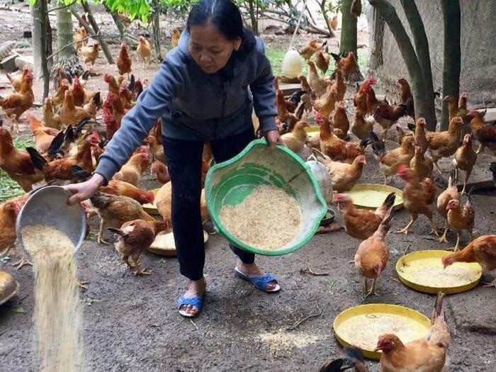 Cho gà ăn thân cây chuối đúng cách như thế nào? 6 Cách cho gà ăn thân cây chuối đúng cách