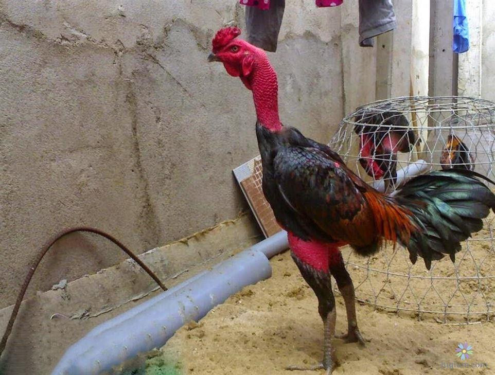 Cách giai đoạn tập lực cho gà chọi