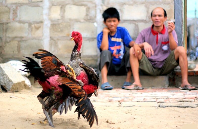 Gà chọi đá có màu lông gì thì đá hay?