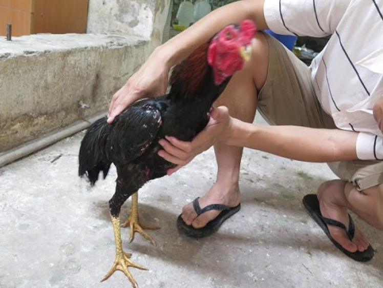 Cách chữa gà đá bị biếng ăn hiệu quả từ chuyên gia 5 Gà đá bị biếng ăn được các chuyên gia nhận biết như thế nào?