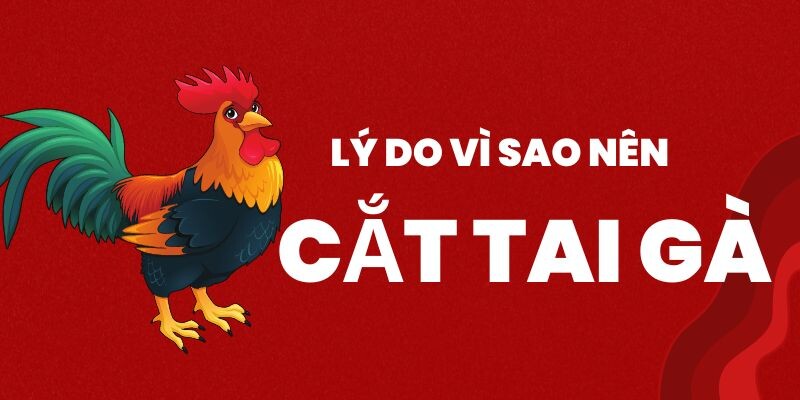 Giải đáp vì sao cần tiến hành cắt tai cho gà