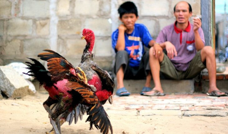 Cách nuôi gà đá sung sức hiệu quả nhất hiện nay 6 Hướng dẫn cách luyện tập cho gà đá sung