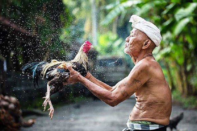 Tắm nước có tác dụng giúp gà thoải mái hơn sau mỗi trận đấu