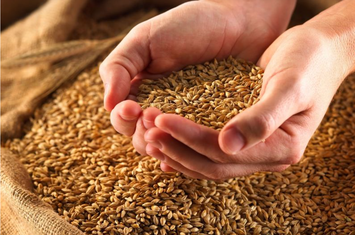 Cách nuôi gà đá sung sức hiệu quả nhất hiện nay 5 Thời gian cho gà đá sung ăn cần thiết lập ra sao?