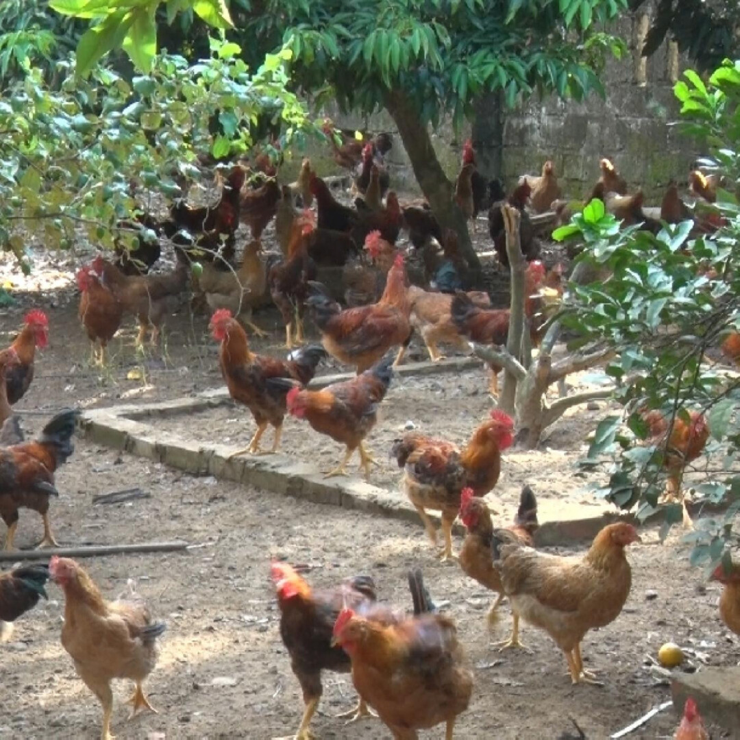 Hướng dẫn cách nuôi gà đá thả vườn đạt hiệu quả kinh tế cao 6 Thức ăn & cách cho gà đá thả vườn ăn
