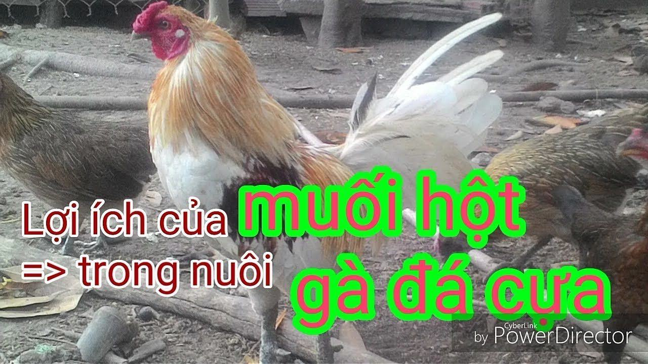 Lợi ích của muối hột trong nuôi gà đá cựa là gì? 4 Muối hột đóng vai trò quan trọng giúp tăng sức đề kháng và tăng thể trạng