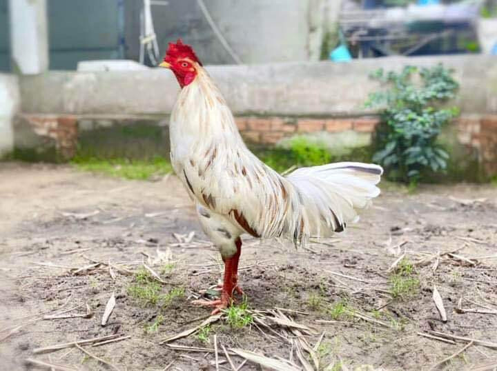 Gà bướm đá ngày nào tốt? Hướng dẫn chọn ngày chuẩn 10 Hướng dẫn chọn gà bướm đá ngày nào tốt