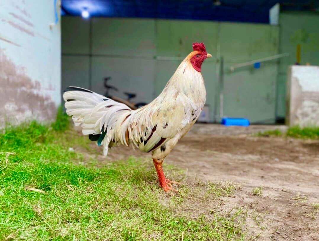 Gà bướm đá ngày nào tốt? Hướng dẫn chọn ngày chuẩn 11 Image